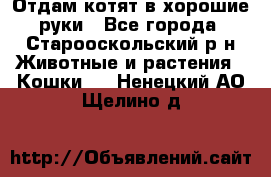Отдам котят в хорошие руки - Все города, Старооскольский р-н Животные и растения » Кошки   . Ненецкий АО,Щелино д.